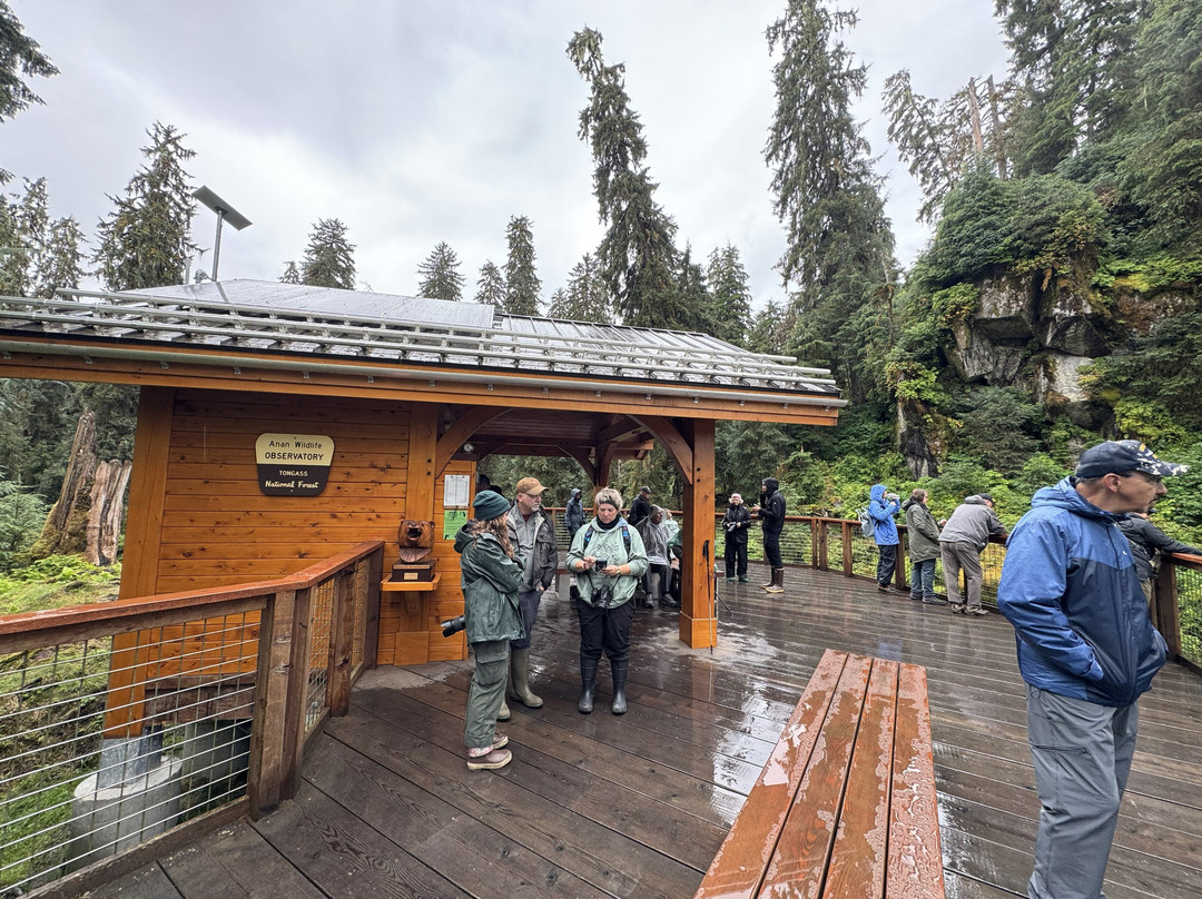 Anan Creek Bear Observatory-Wrangell必去景点