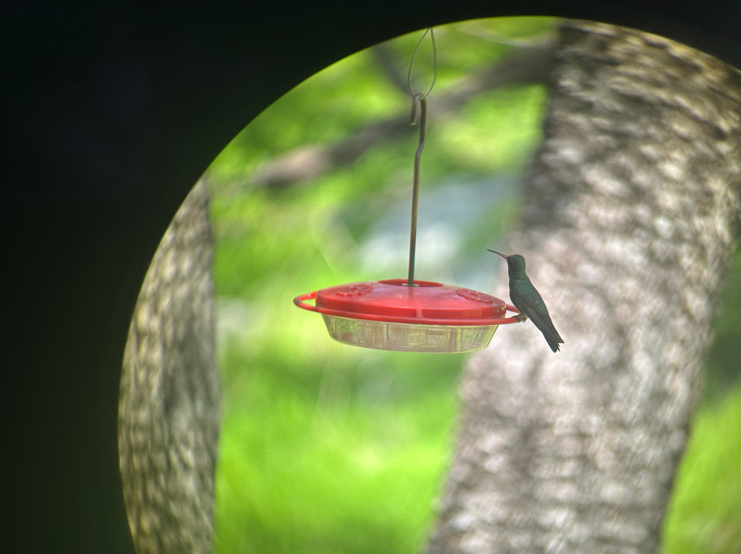 Ramsey Canyon Cabins & Bird Sanctuary主图