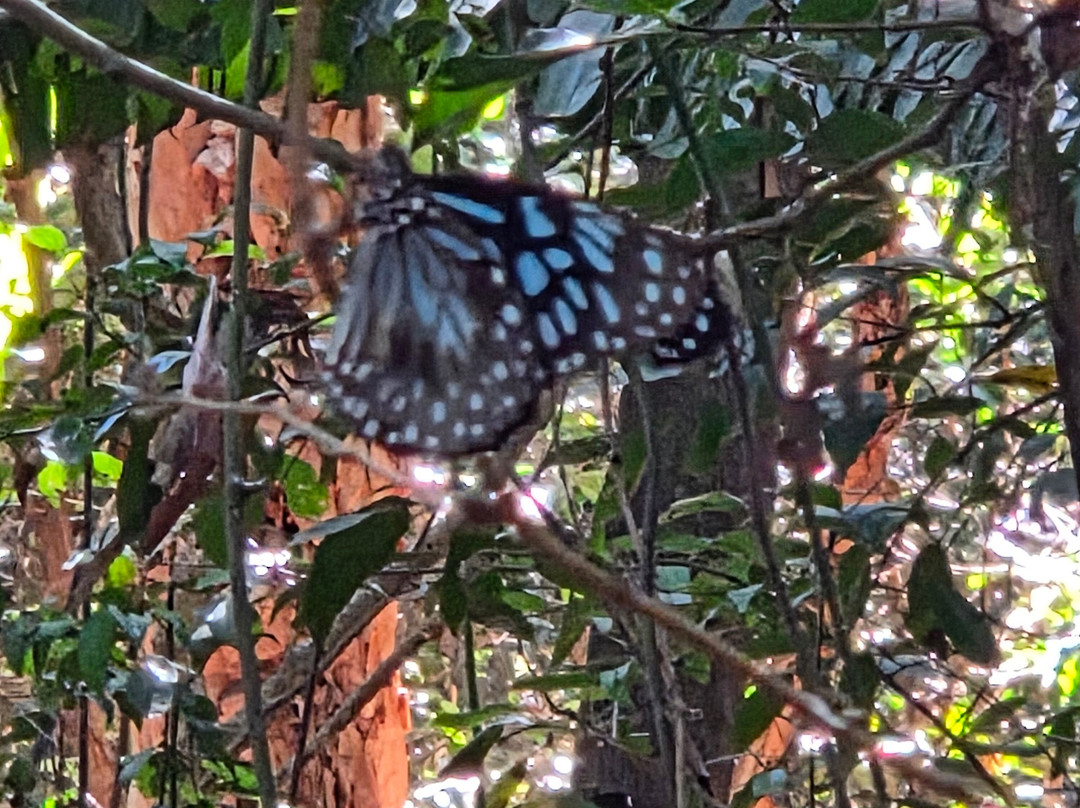Magnetic Island Tours-Nelly Bay必去景点