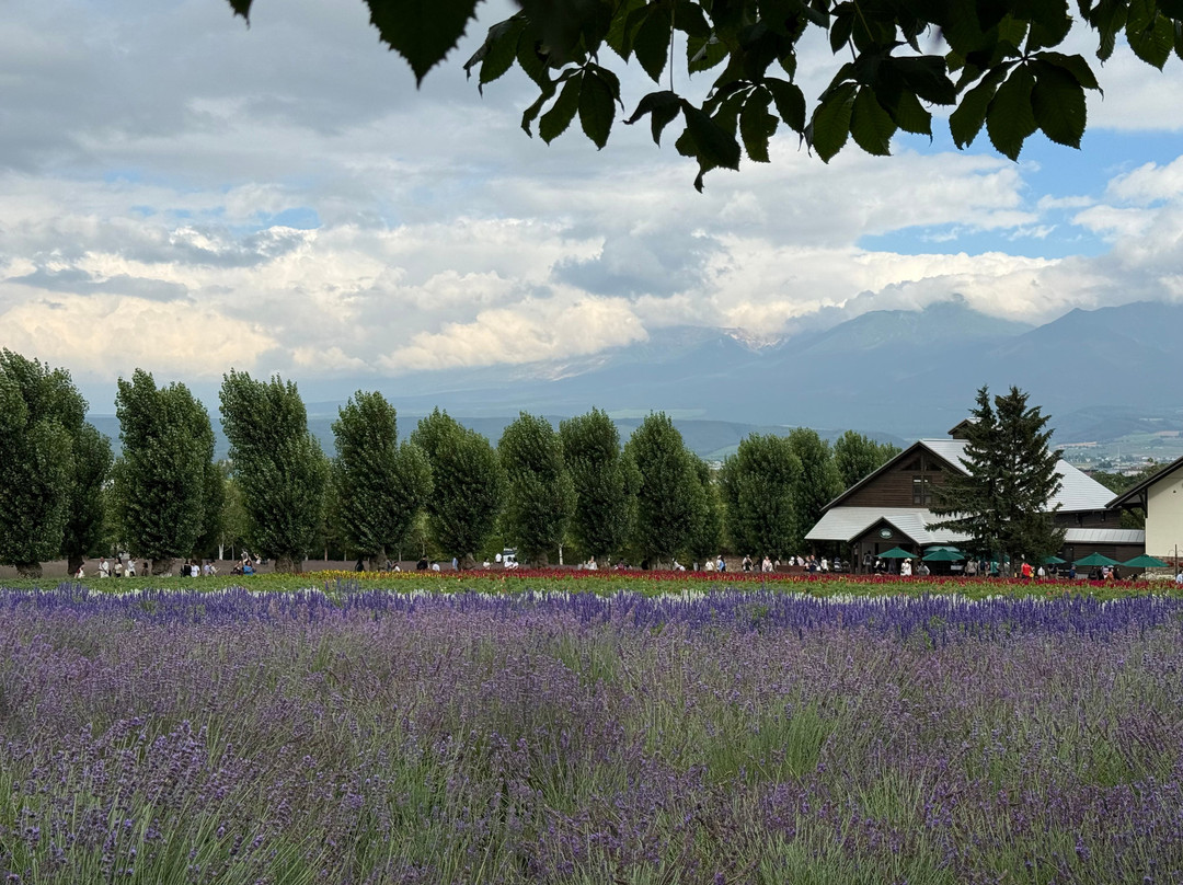 富田农场-中富良野町必去景点