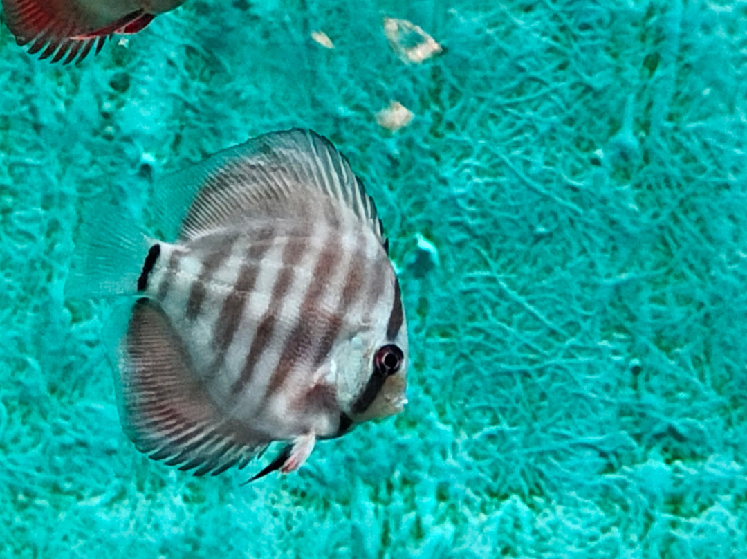 Lokaranjan Aqua World Underwater Zoo-迈索尔必去景点