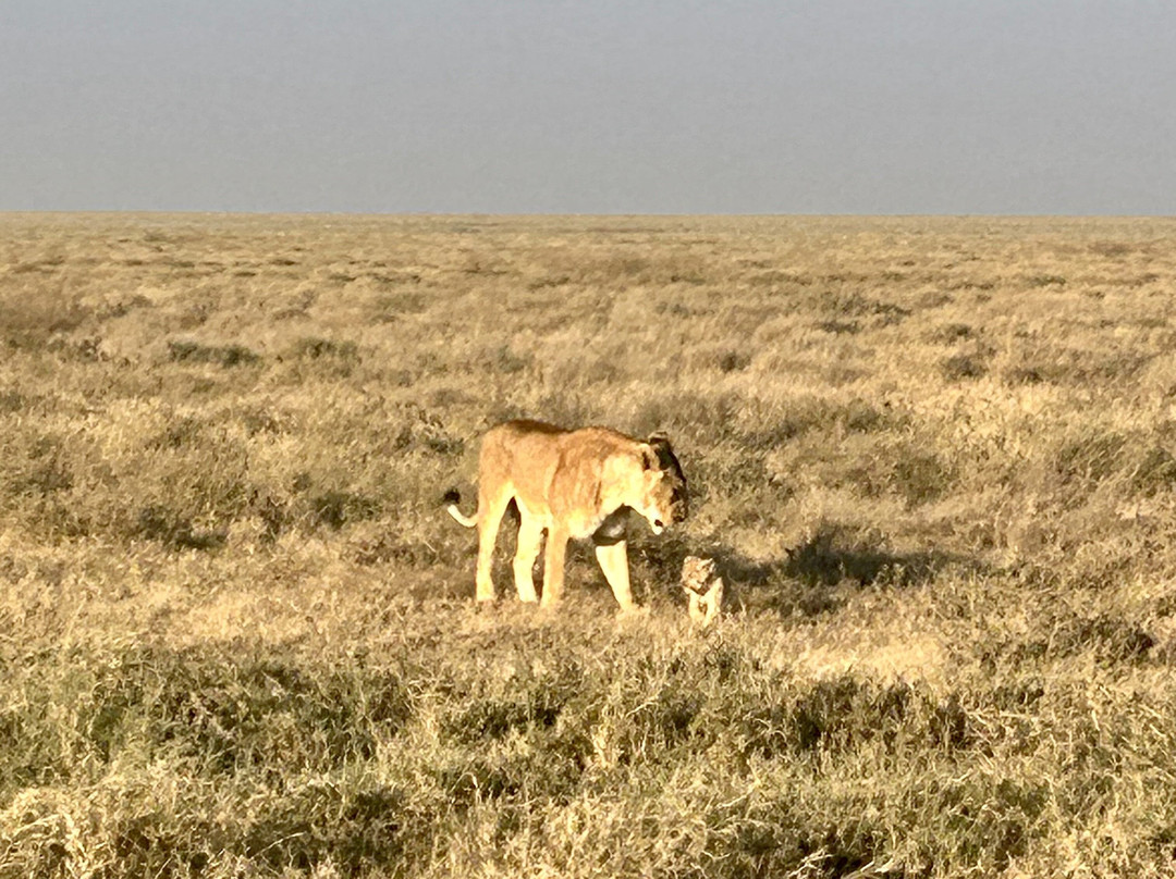 Nature Responsible Safari-阿鲁沙必去景点