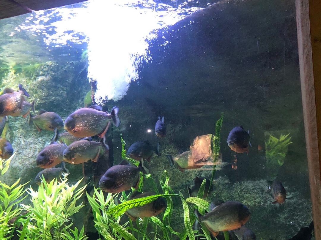 Aquarium De Touraine-Lussault-sur-Loire必去景点