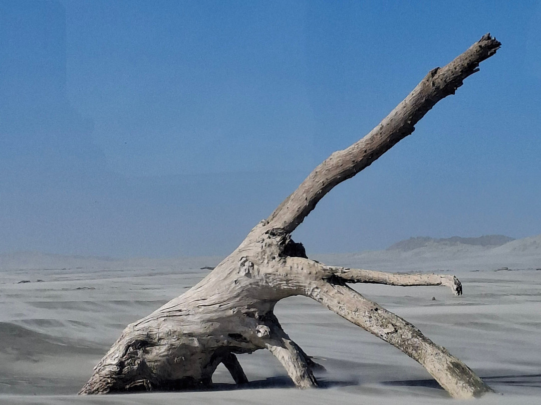 Farewell Spit Eco Tours-Collingwood必去景点