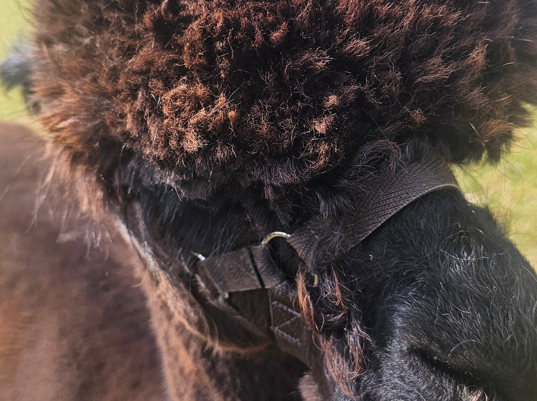 Bardsea Alpacas And Llamas-Bardsea必去景点