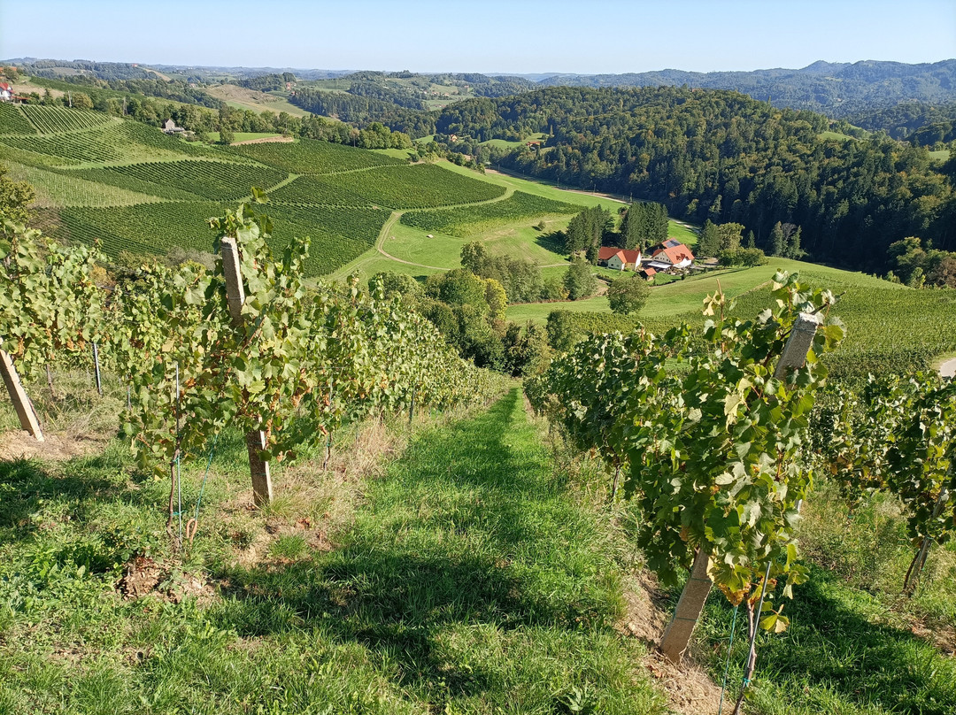Šerbinek Winery & the Heart-Shaped Wine Road