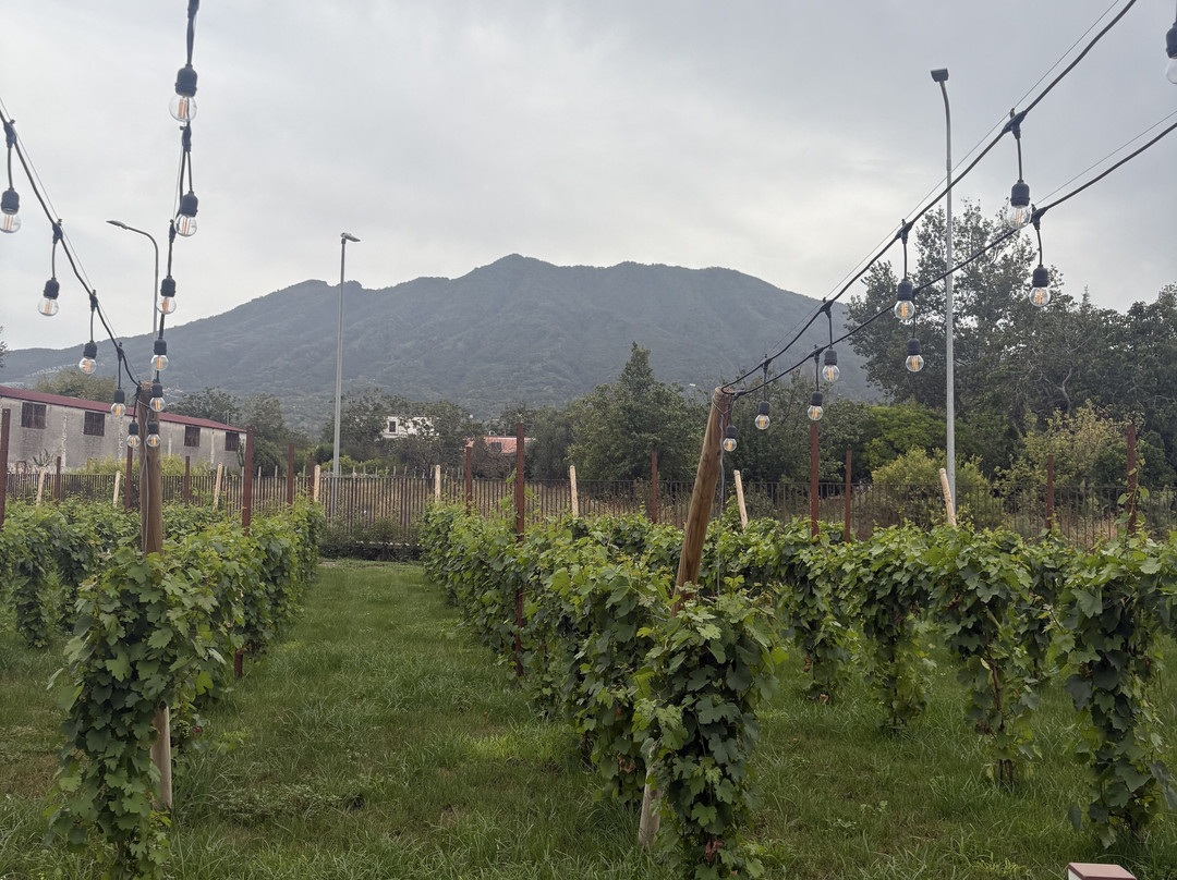 Cantine Olivella-Sant'Anastasia必去景点