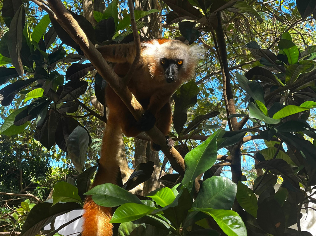 Madagascar Tour Severino-Dzamandzar必去景点