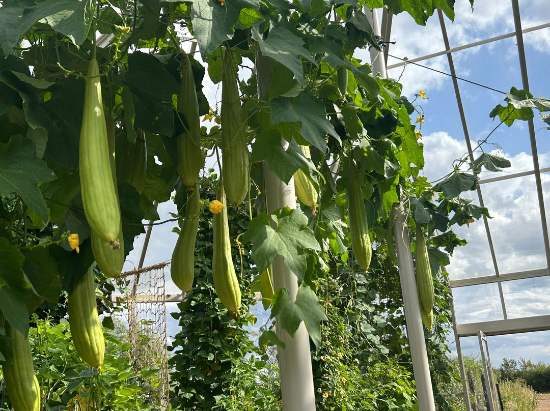 RHS Garden Hyde Hall-切姆斯福德必去景点