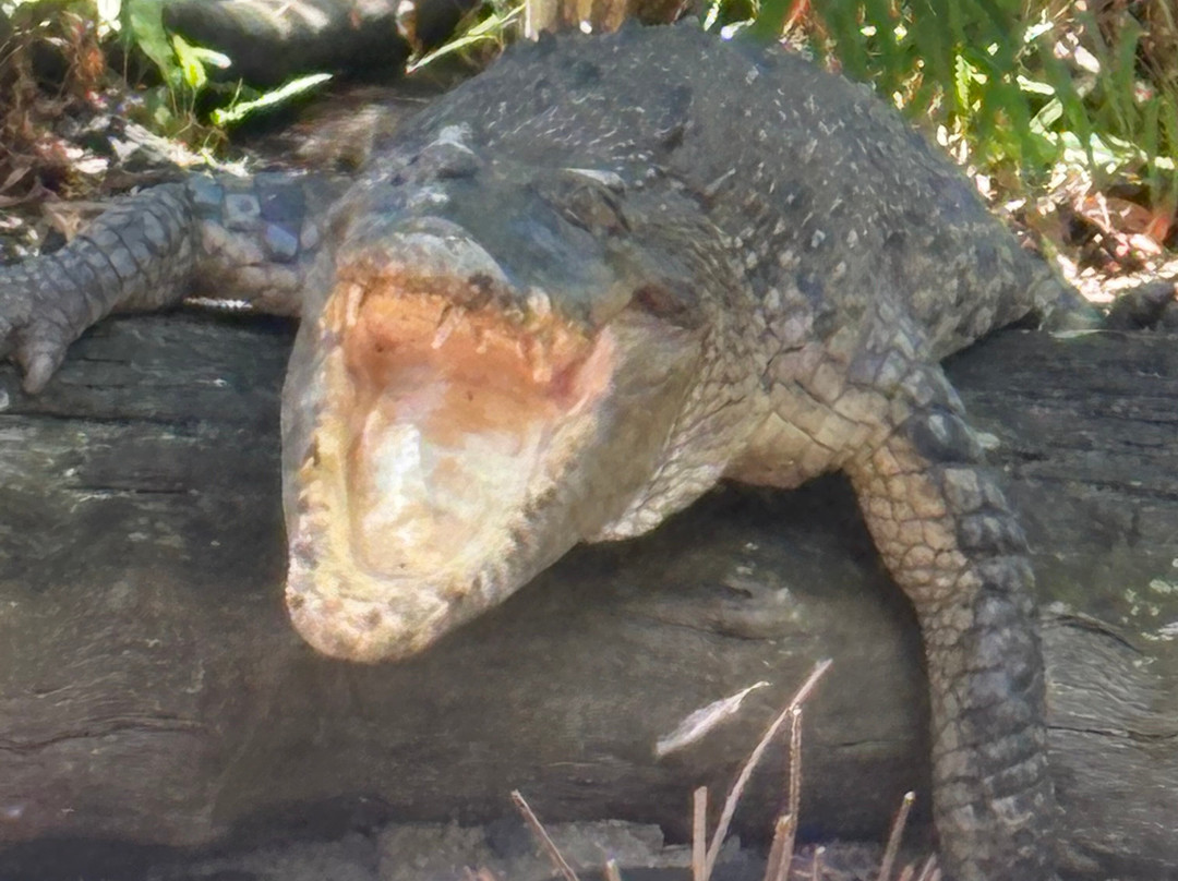 Hartley's Crocodile Adventures-Wangetti必去景点
