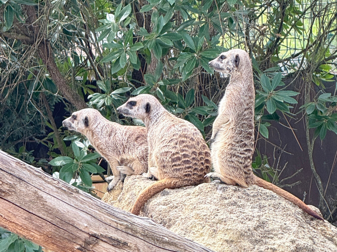Zoo Bassin d'Arcachon-拉泰斯特德比克必去景点