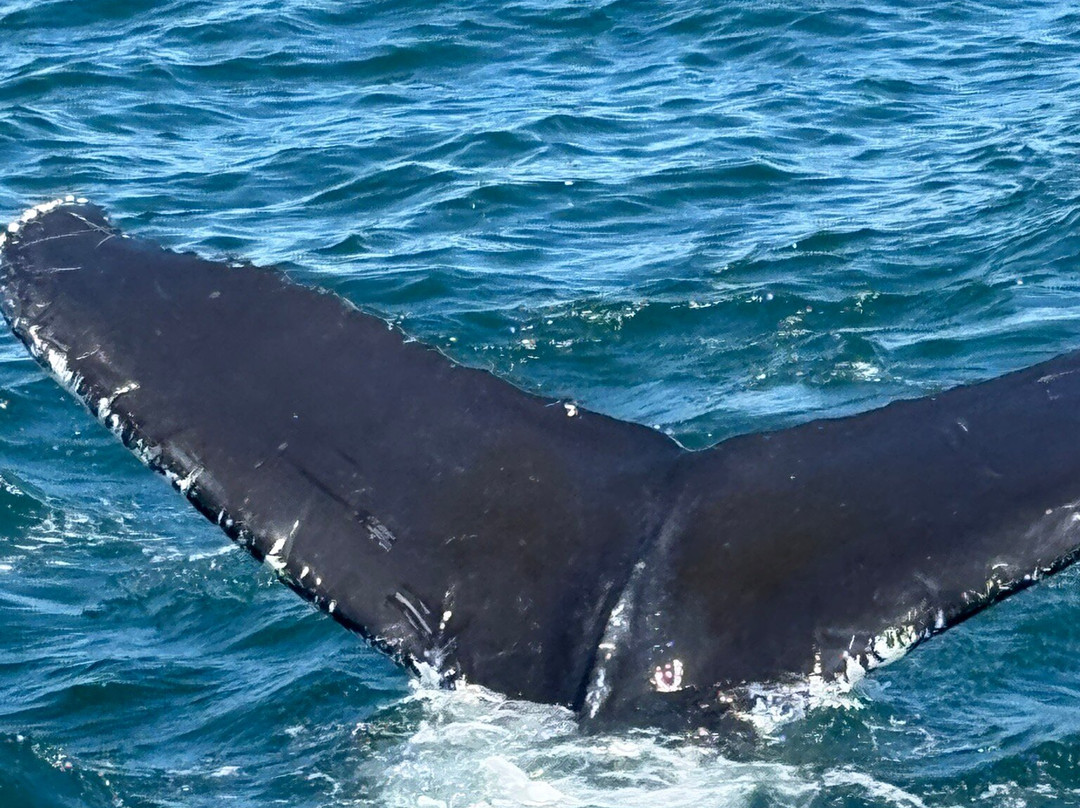 Mariner Cruises Whale and Seabird Tours-Brier Island必去景点