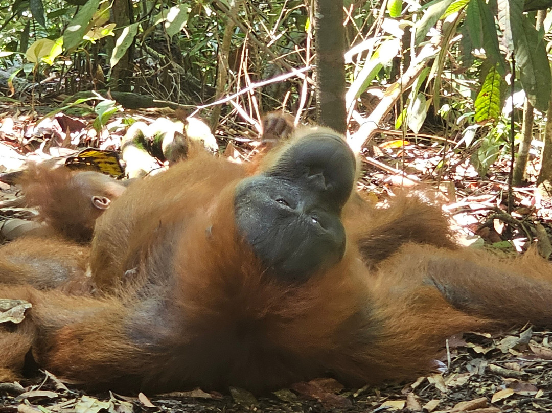 Trekking Orangutan Sumatra-武吉拉旺必去景点