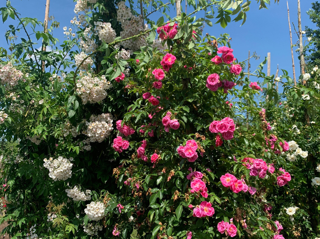 Europa Rosarium-Sangerhausen必去景点