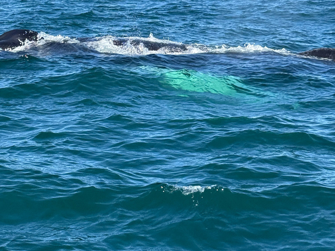 Adventure Bay Whale Watch Co.-Tiverton必去景点