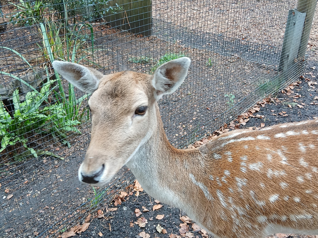 New Forest Wildlife Park-Ashurst必去景点