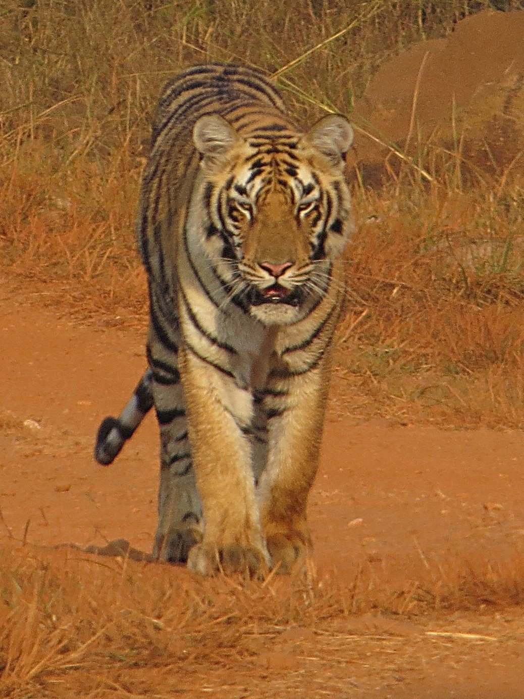 Tadoba Jungle Camp-旅行者