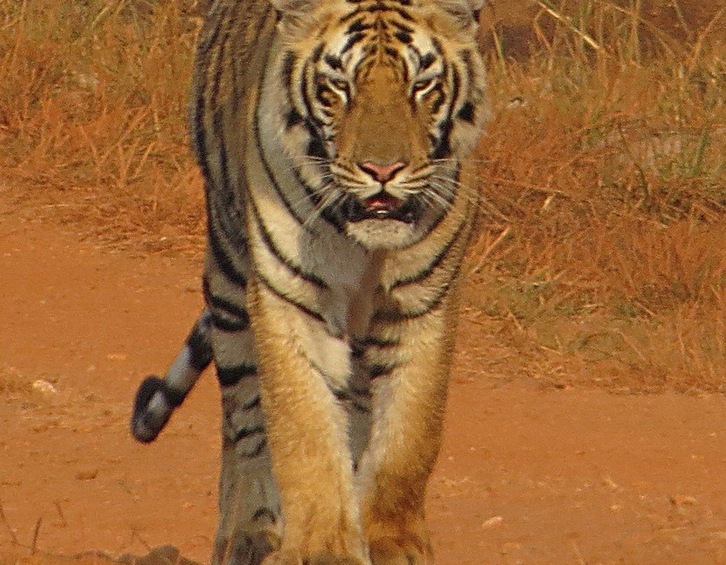 Tadoba Jungle Camp主图