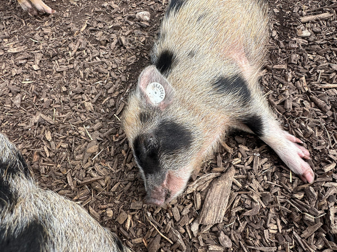 Kew Little Pigs Farm Ltd-Amersham必去景点
