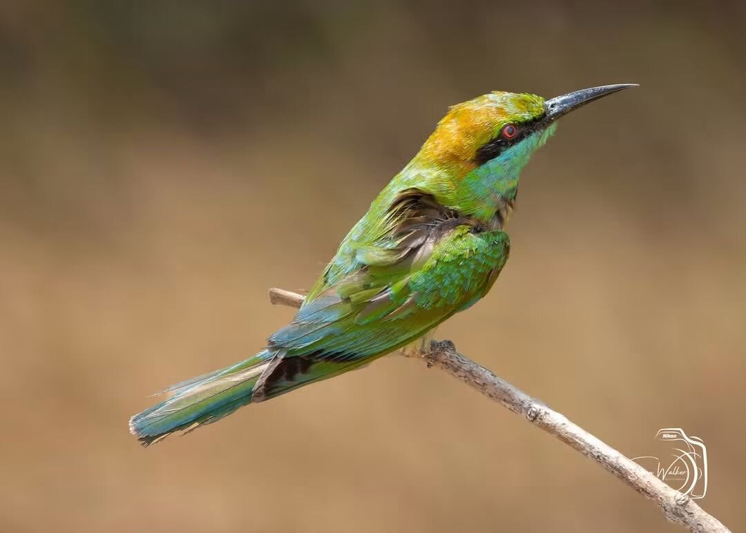 Kalametiya Bird Watching & Ecotourism-Kalametiya必去景点