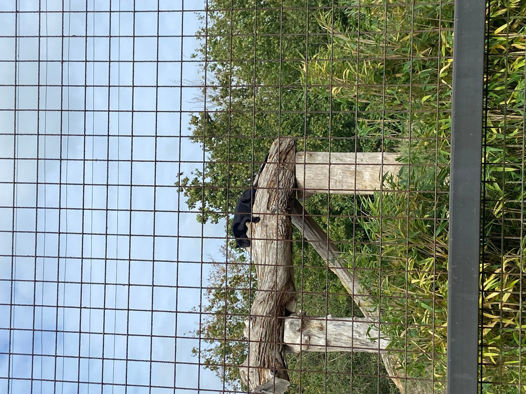 The Big Cat Sanctuary-Smarden必去景点