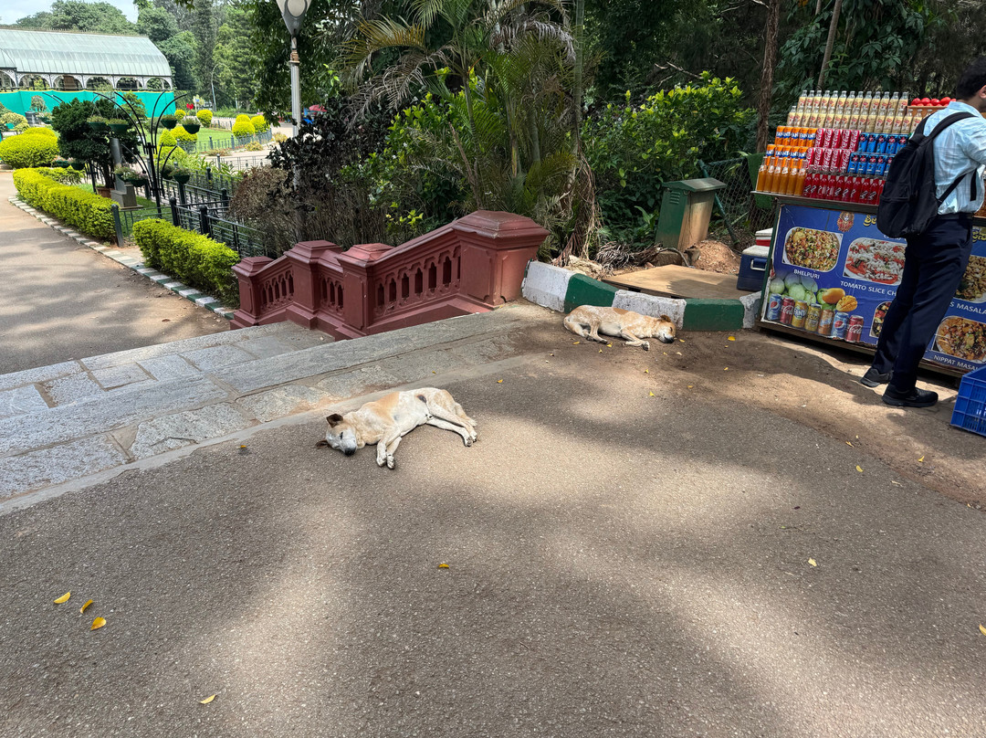 Lalbagh Botanical Garden-班加罗尔必去景点