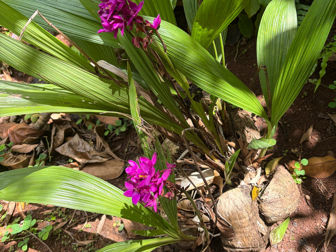 De La Grenade Nutmeg Garden-St. George's必去景点