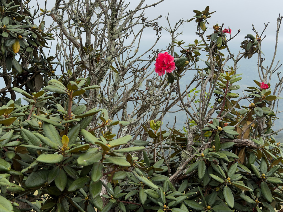 Mathikettan Shola National Park-伊杜基必去景点