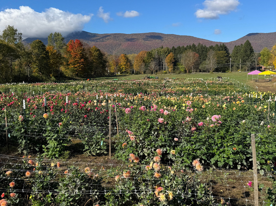 Fleur Farm