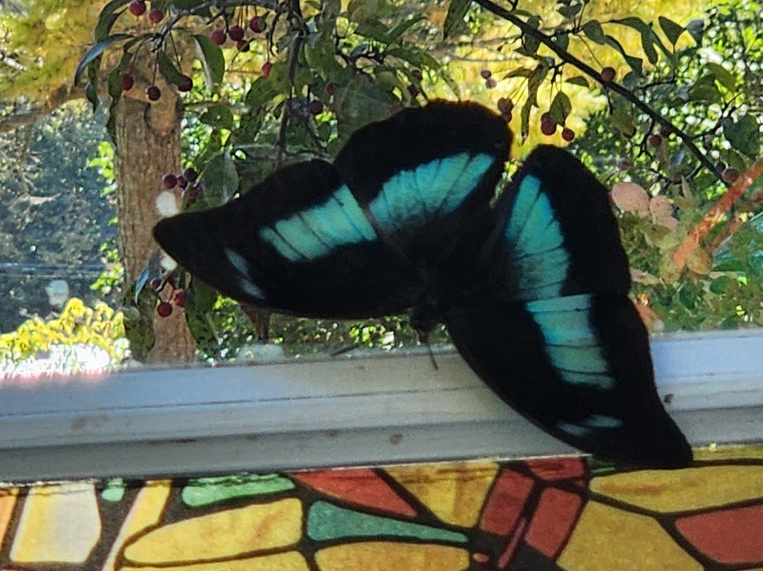 Wings of Mackinac Butterfly Conservatory-麦其诺岛必去景点