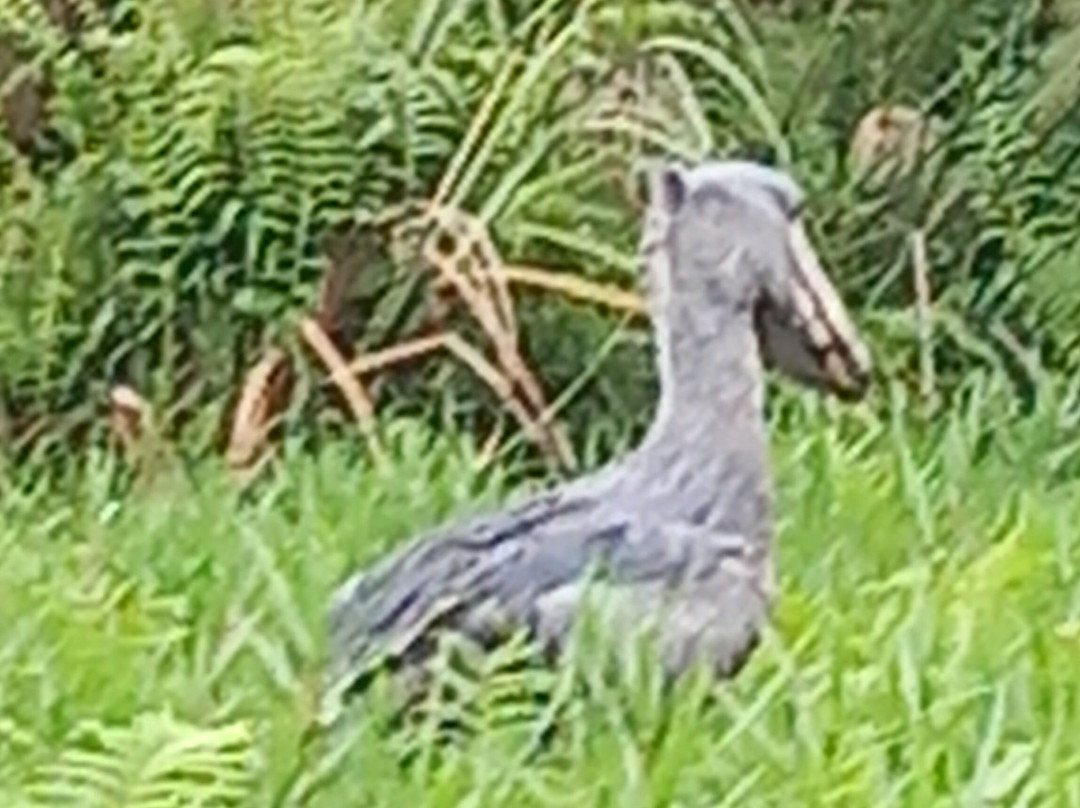 Shoebill Watch-恩德培必去景点