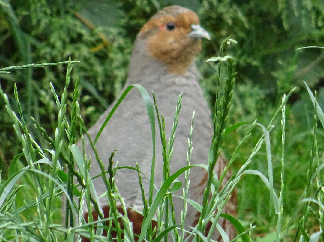 索斯特旅游景点-De Lange Duinen