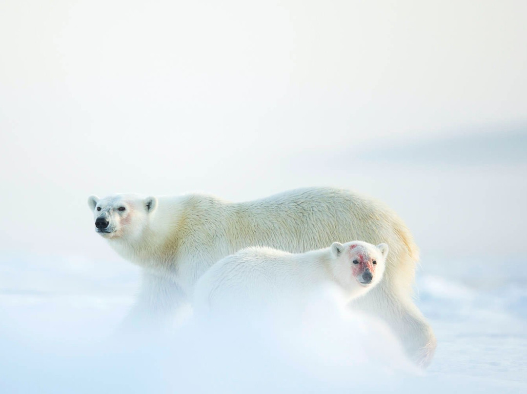 Arctic Wildlife Tours-朗伊尔城必去景点