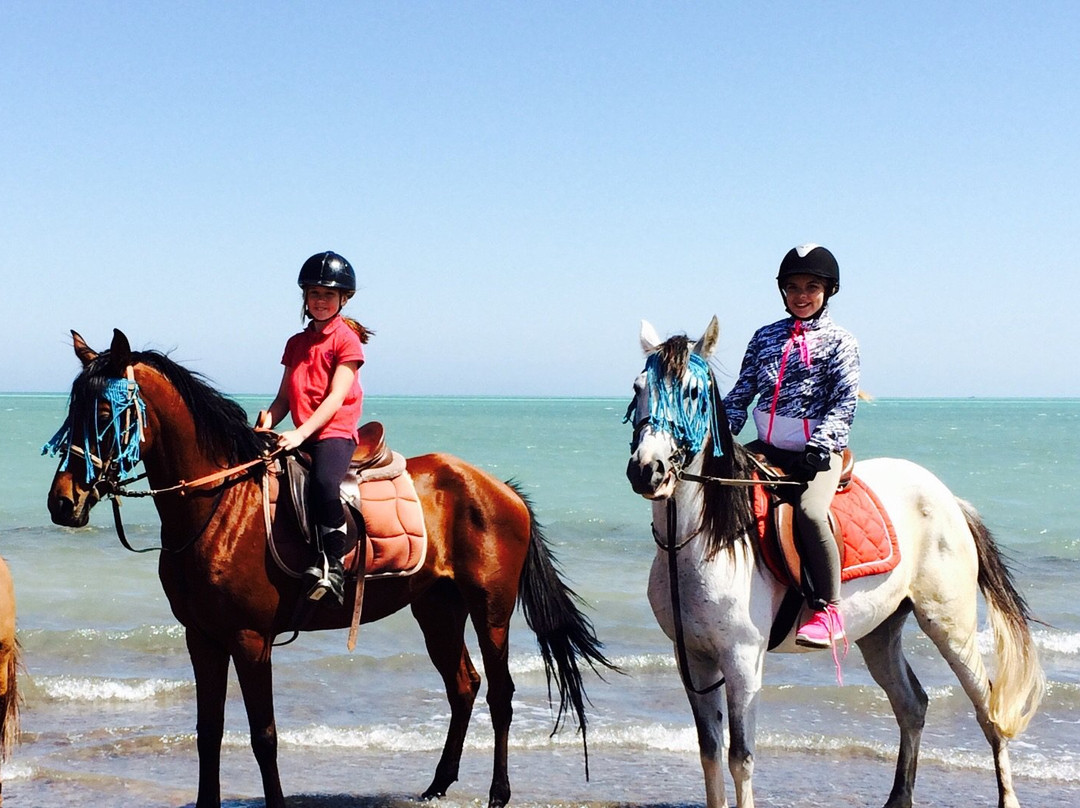 Yallahorse Stable-艾高娜必去景点