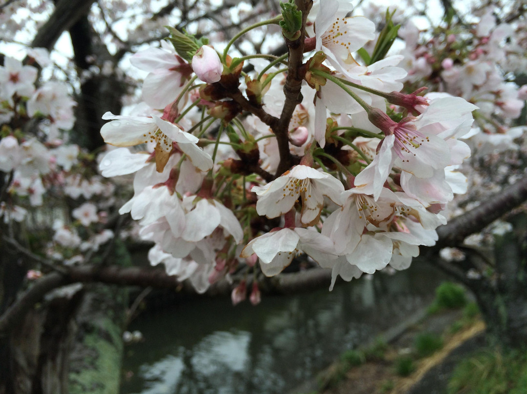 Kiyagawa Ridge景点图片