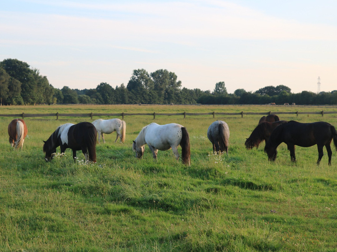 Pony Park Padenstedt