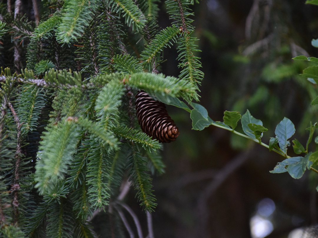 Giardino Botanico Montano di Pratorondanino-Campo Ligure必去景点