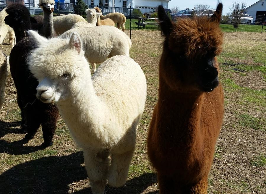 Painted Sky Alpaca Farm LLC-Earleville必去景点