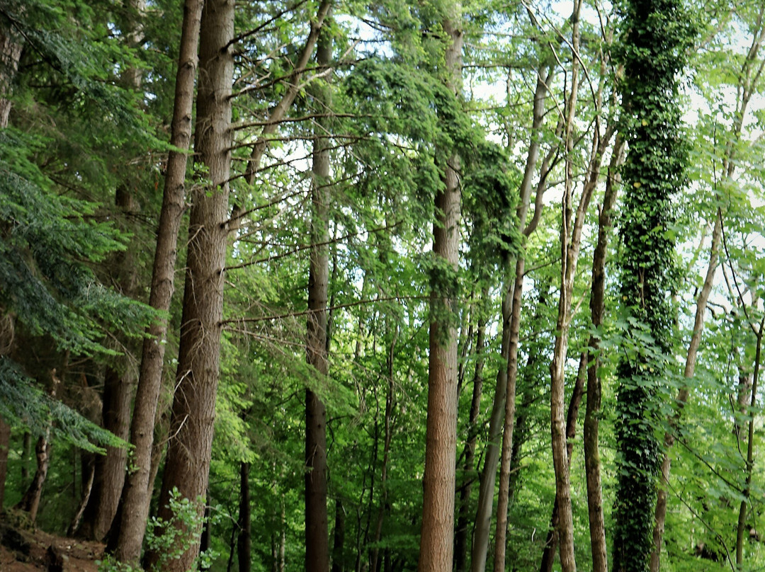 Abergwynant Woods景点图片