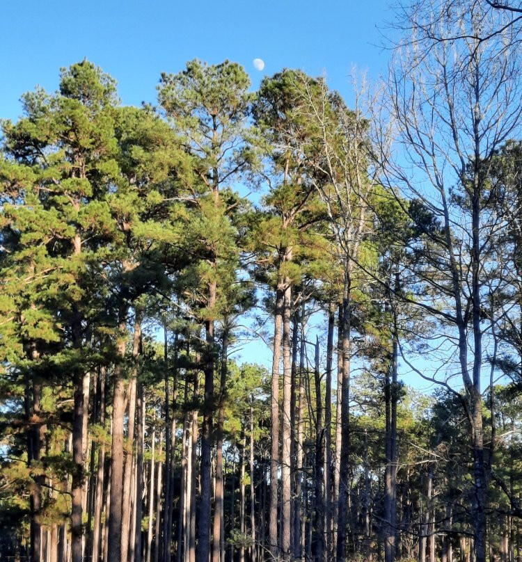 Atlanta State Park-Atlanta必去景点