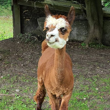 Old Mill Alpacas景点图片