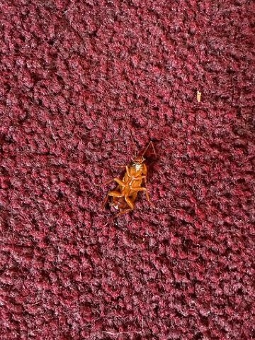 Atlantic Resort Group-官方