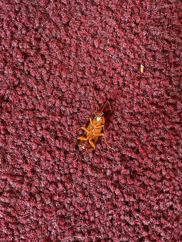 Atlantic Resort Group主图