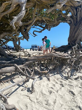 Árvore da Preguiça-杰里科科拉必去景点