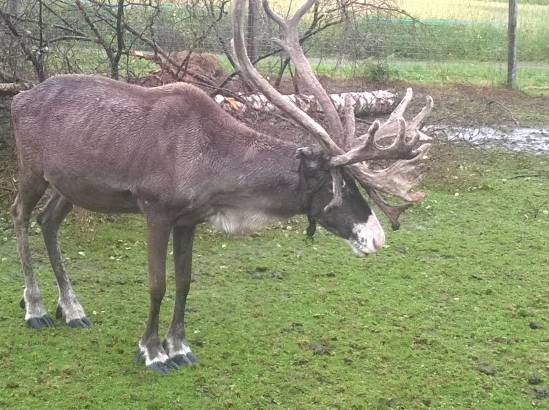 Reindeer Farm Life