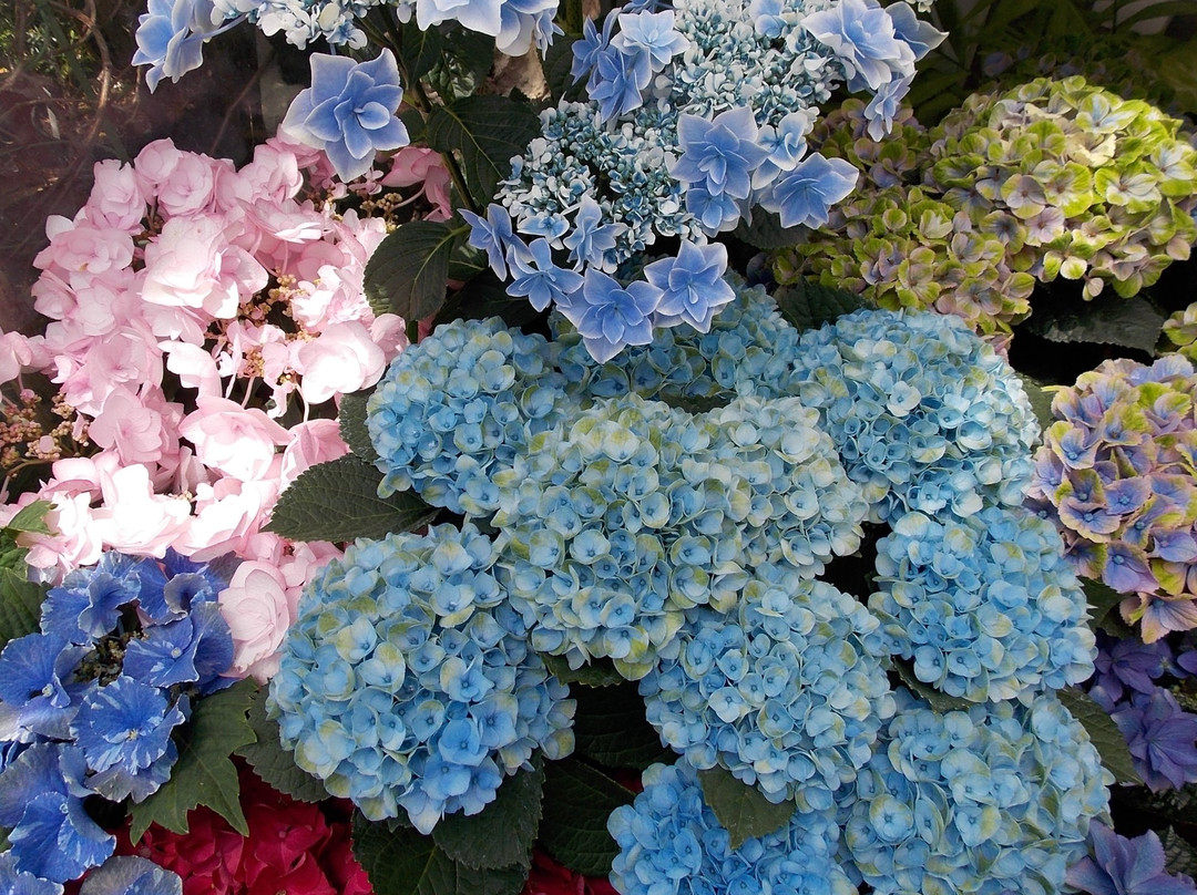 Toshi Ryokka Botanical Garden