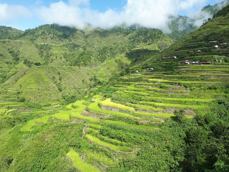 Tinglayan Rice Terraces景点图片