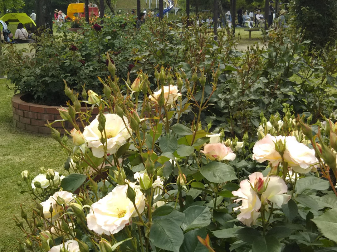 Rose Park Ikoino Hiroba-神户町必去景点