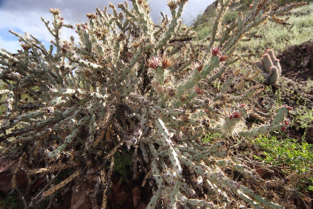 Desert Arboretum Park-坦佩必去景点