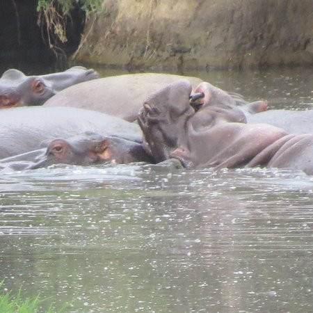 Tupo Africa Tours-乞力马扎罗山国家公园必去景点